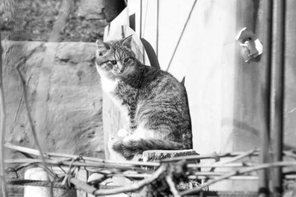Monochromes Katzenporträt — Stockfoto