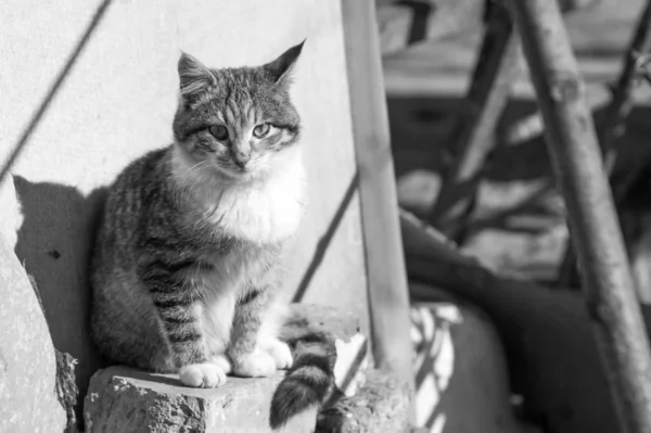 Portrait monochrome de chat — Photo