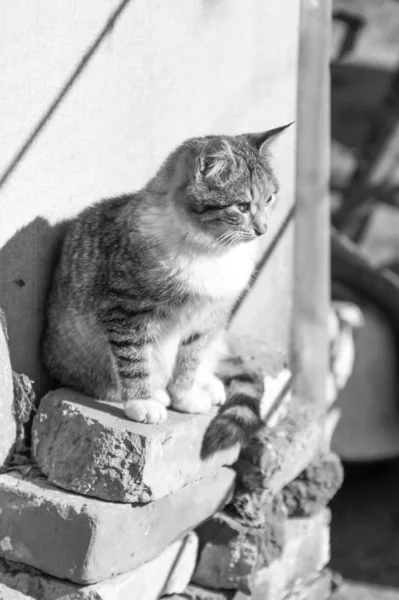 Ritratto di gatto monocromatico — Foto Stock