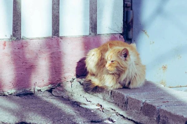 Turuncu evsiz kedi — Stok fotoğraf