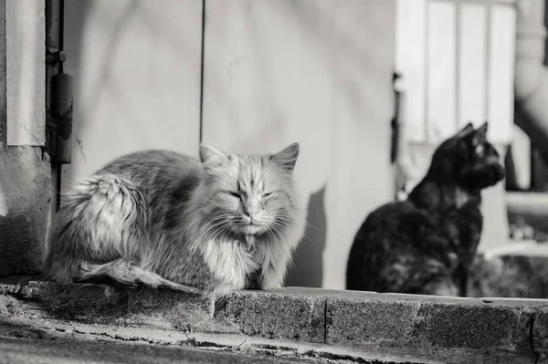 Sokakta iki evsiz kedi var. Tek renkli fotoğraf. — Stok fotoğraf