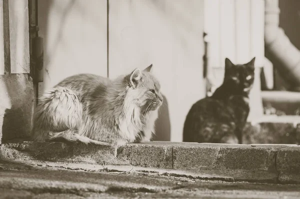 Sokakta iki evsiz kedi var. Tek renkli fotoğraf. — Stok fotoğraf