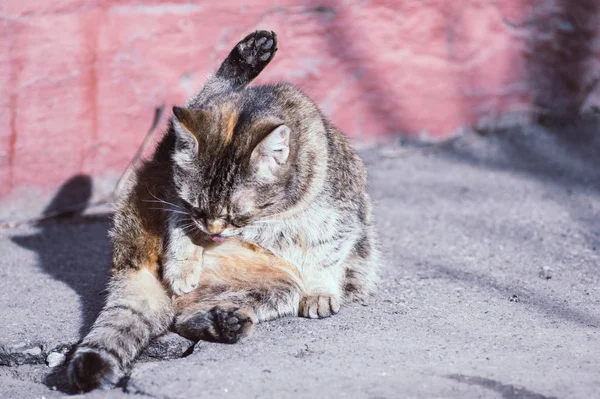 Sokaktaki evsiz kedi — Stok fotoğraf