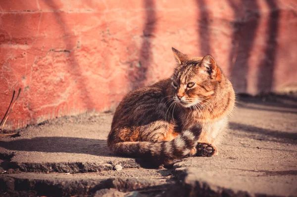Бездомный кот на улице — стоковое фото