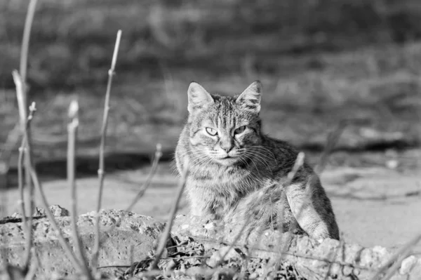 Hemlös katt. Svartvit bild. — Stockfoto