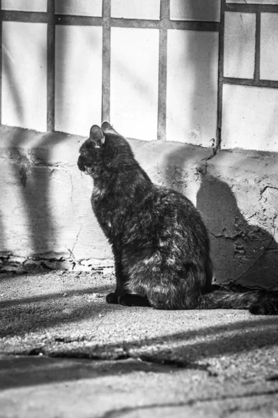 Kočka bez domova. Monochromatická fotografie. — Stock fotografie