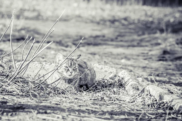 Evsiz kedi. Tek renkli fotoğraf. — Stok fotoğraf