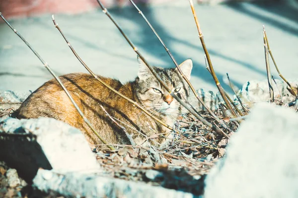 Obdachlose Katze auf der Straße — Stockfoto