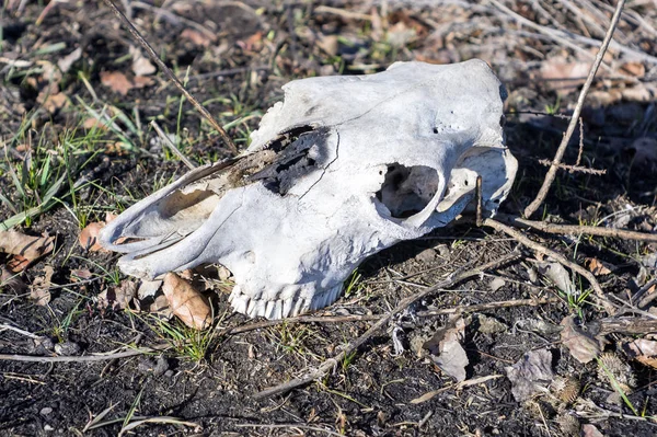 Cow skull on the ground