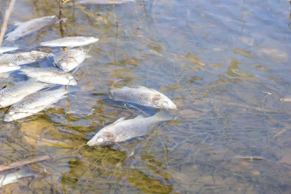 Tote Fische im Wasser — Stockfoto