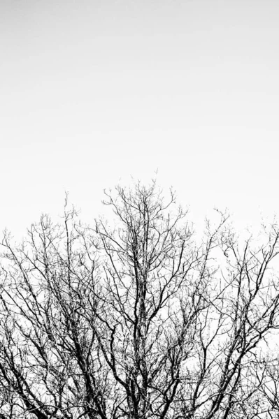 Silhouette Tree sin hojas. Lugar para el texto . —  Fotos de Stock