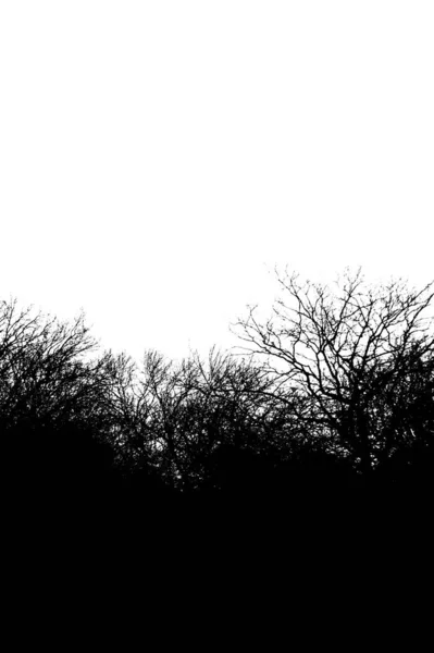 Árvore de silhueta sem folhas. Lugar para texto . — Fotografia de Stock