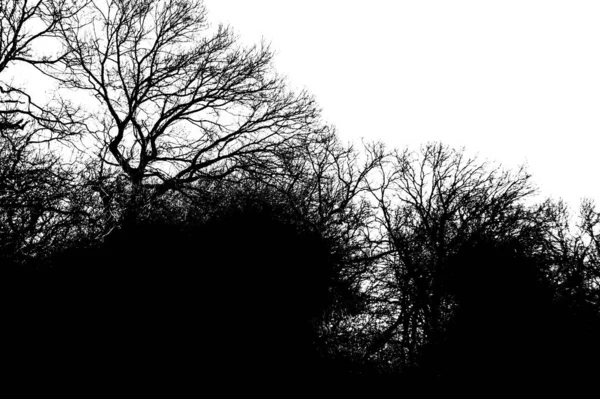 Силуэт Дерево без листьев. Место для текста . — стоковое фото
