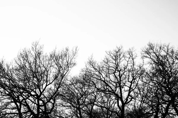 Silhouette Tree sin hojas. Lugar para el texto . —  Fotos de Stock