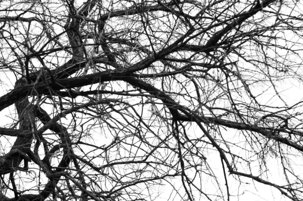 Sílhueta de ramos de árvore monocromática sem folhagem — Fotografia de Stock