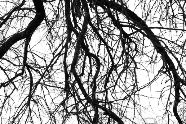 Silueta de ramas de árbol monocromo sin follaje — Foto de Stock