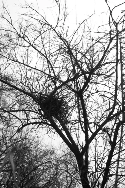 Nido de un pájaro en un árbol. Monocromo foto . — Foto de Stock