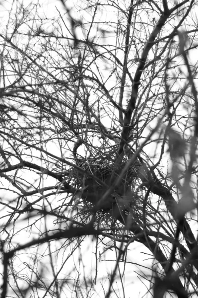 Ninho de um pássaro em uma árvore. Fotografia monocromática . — Fotografia de Stock