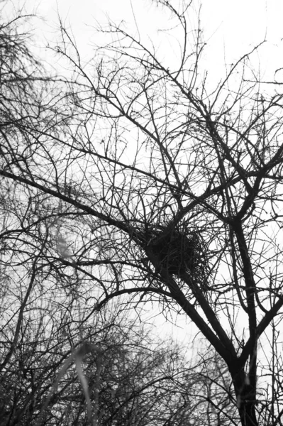 Un nido d'uccello su un albero. Monocromatico foto . — Foto Stock