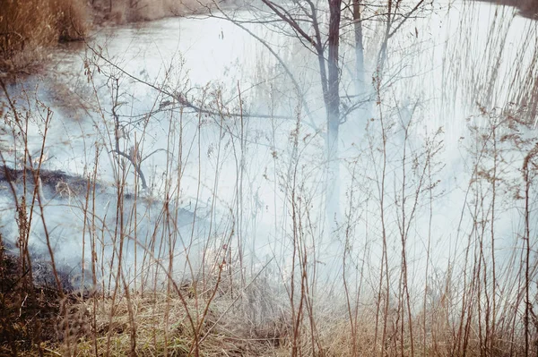 Пожар в лесу на озере — стоковое фото
