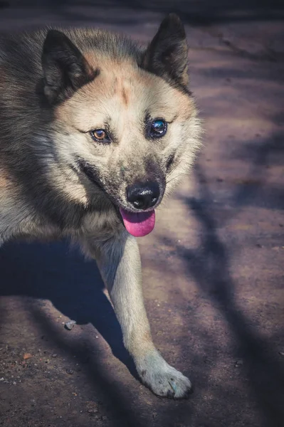 Cane randagio con un occhio solo — Foto Stock