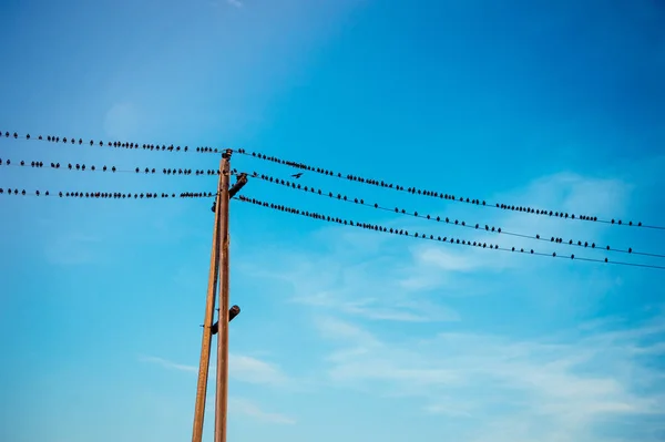 Vogels zitten op draden — Stockfoto