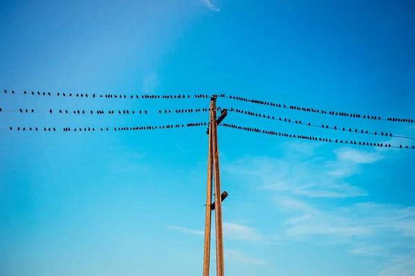 Vogels zitten op draden — Stockfoto