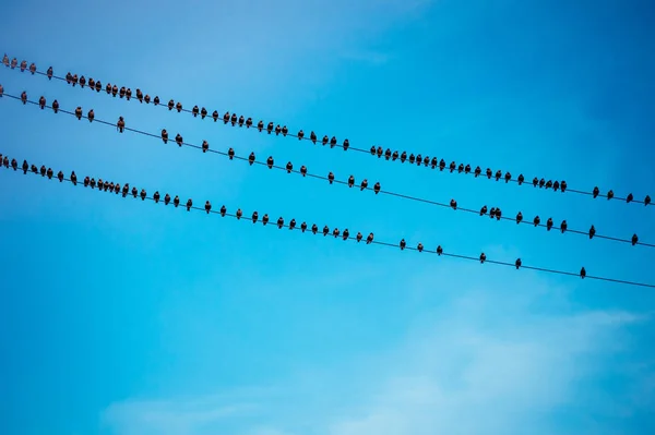 Pájaros se sientan en cables —  Fotos de Stock