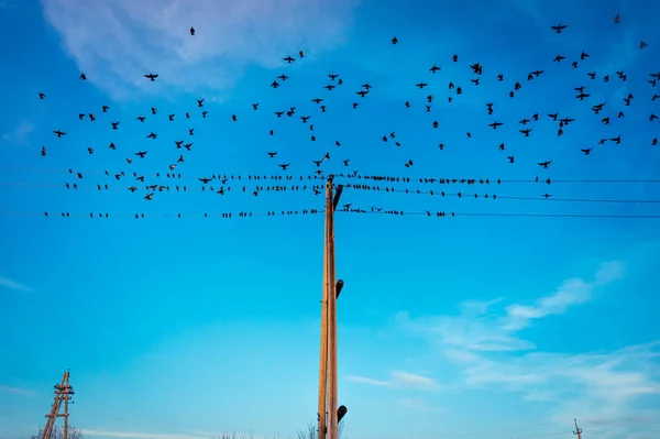 Een kudde vogels vliegt tegen de blauwe hemel — Stockfoto