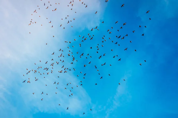 Ένα σμήνος πουλιών πετάει στον γαλάζιο ουρανό — Φωτογραφία Αρχείου