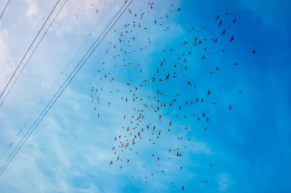 Een kudde vogels vliegt tegen de blauwe hemel — Stockfoto