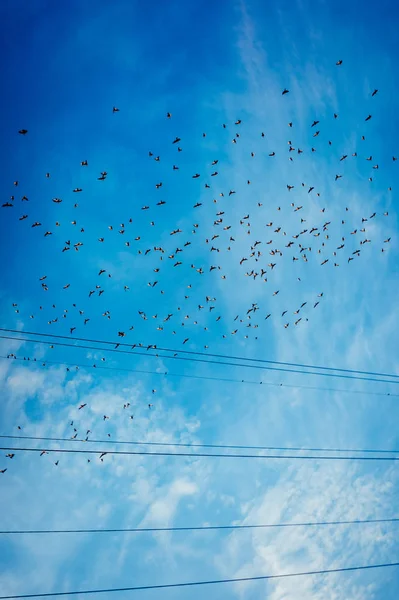 Stado ptaków leci na błękitne niebo — Zdjęcie stockowe