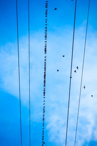 Ptaki siedzą na drutach — Zdjęcie stockowe