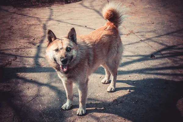 Cane randagio con un occhio solo — Foto Stock