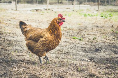 Köyde tavuk. Tonda, stil fotoğraf.