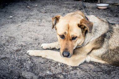 Büyük üzgün köpek köyde yerde yatıyor