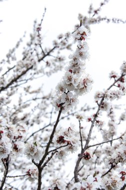 Bahar çiçekli ağaçlar