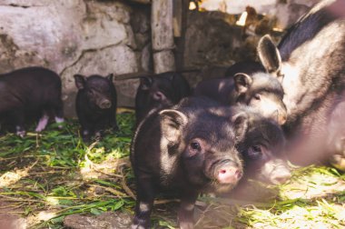 Çitin arkasında domuzlar olan büyük Vietnam domuzu