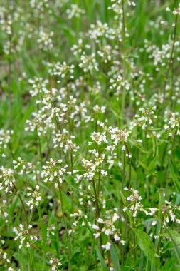 Çimlerde beyaz çiçekler