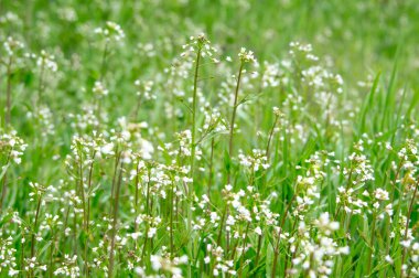 Çimlerde beyaz çiçekler