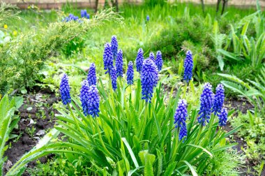 Mavi bahar çiçekleri