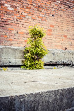 Beton levhalar arasında yeşil ağaç