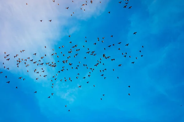 Ένα σμήνος πουλιών πετάει στον γαλάζιο ουρανό — Φωτογραφία Αρχείου