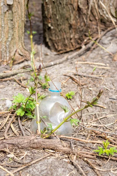 Plastic fles in de grond — Stockfoto