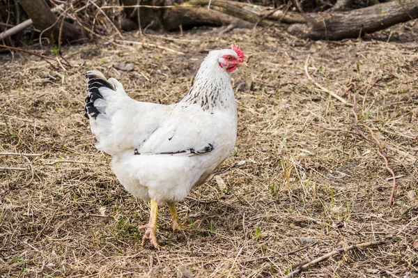 Chicken in the village. Toned, style photo. — Stock Photo, Image