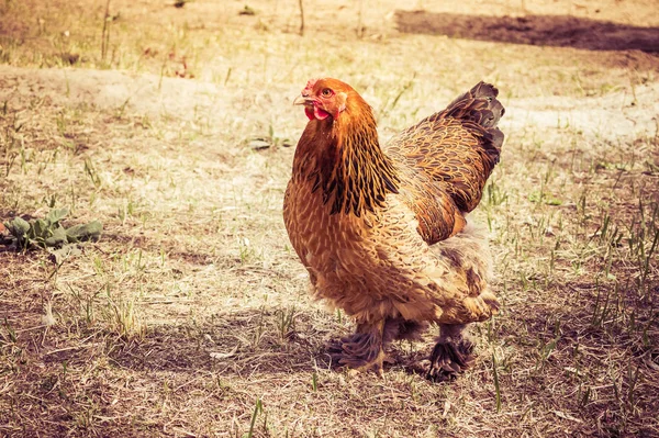 Kurczak w wiosce. Stonowane, styl Zdjęcia. — Zdjęcie stockowe