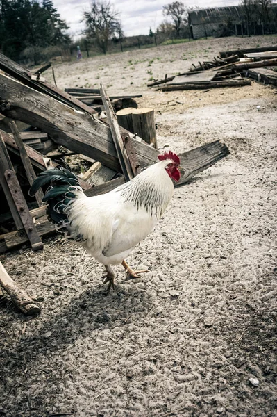 White rooster in the village — Stock Photo, Image