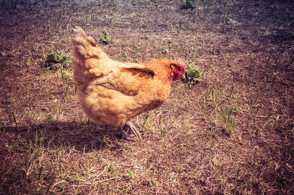 Chicken in the village. Toned, style photo. — Stock Photo, Image