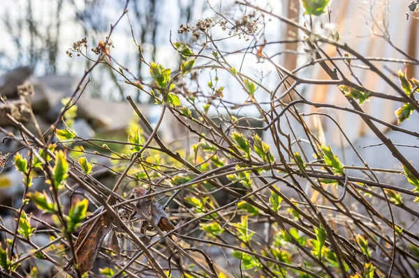 La prima primavera parte. Risveglio della natura in primavera . — Foto Stock