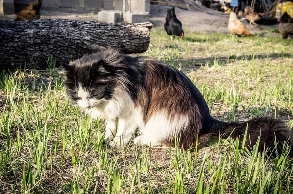 Cat in the village — Stock Photo, Image